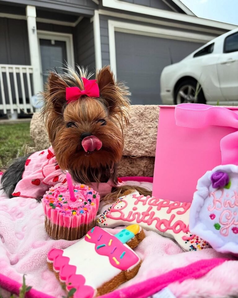 Wolf Gang Bakery Dog 2 768x960