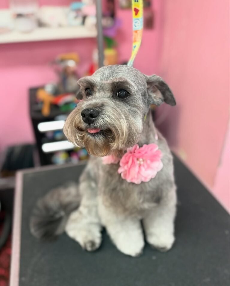 Wolf Gang Bakery Dog Grooming 768x955