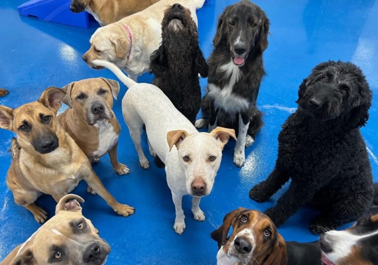 Canine To FIve Pet Services 768x538