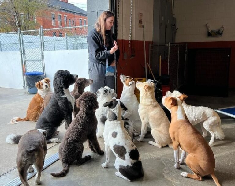 Canine To FIve Pet Training 768x607